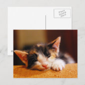 Kleine Kat slaapstand Briefkaart (Voorkant / Achterkant)