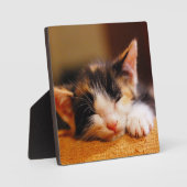 Kleine Kat slaapstand Fotoplaat (Voorkant)