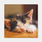 Kleine Kat slaapstand Magneet (Voorkant)