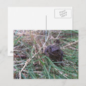 Kleine kikker briefkaart (Voorkant / Achterkant)