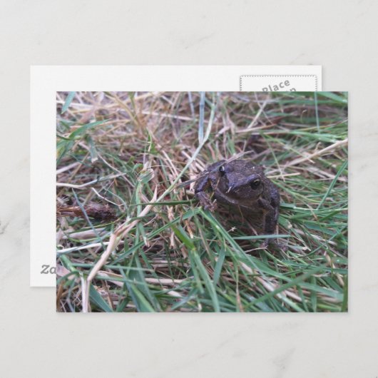 Kleine kikker briefkaart (Voorkant / Achterkant)