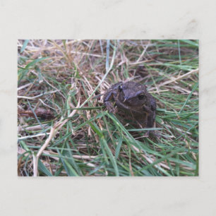 Kleine kikker briefkaart