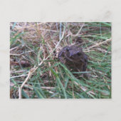 Kleine kikker briefkaart (Voorkant)