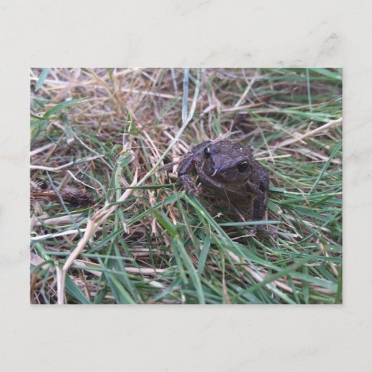 Kleine kikker briefkaart (Voorkant)