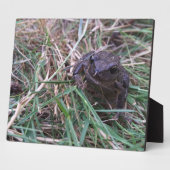 Kleine kikker fotoplaat (Zijkant)