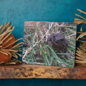 Kleine kikker fotoplaat (Zijkant)