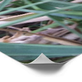 Kleine kikker poster (Hoek)