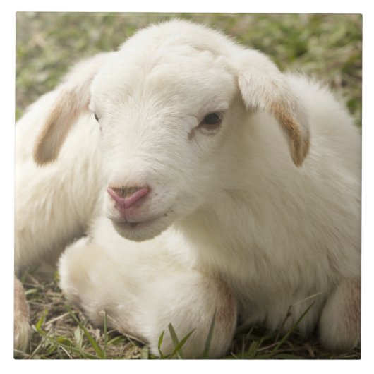 Kleine kind stuiten tegeltje (Voorkant)