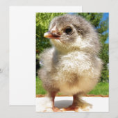 kleine kip (Voorkant / Achterkant)