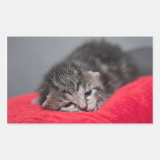 Kleine kitten rechthoekige sticker (Voorkant)