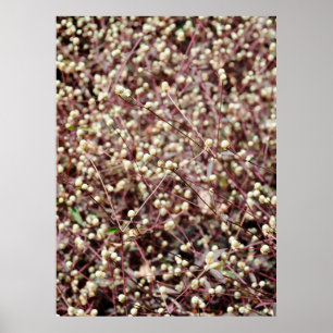 Kleine kleine kleine kogelvormige wilde witte stru poster