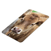 KLEINE KOE MAGNEET (Linkerzijde)