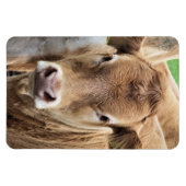 KLEINE KOE MAGNEET (Horizontaal)