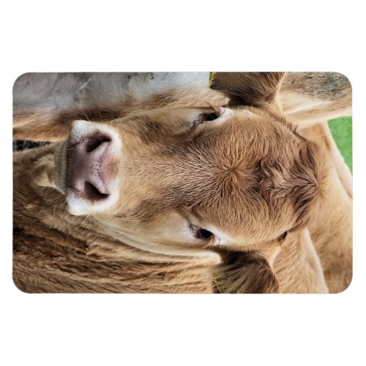 KLEINE KOE MAGNEET (Horizontaal)