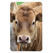 KLEINE KOE MAGNEET (Verticaal)