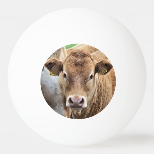 KLEINE KOE PINGPONGBAL (Voorkant)