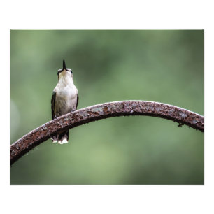 Kleine kolibrie foto afdruk