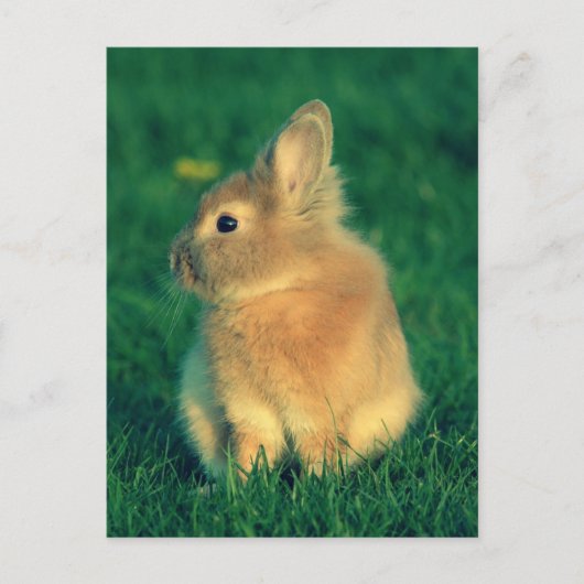 Kleine konijn briefkaart (Voorkant)