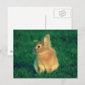 Kleine konijn briefkaart (Voorkant / Achterkant)