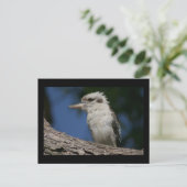 Kleine kookaburra briefkaart (Staand voorkant)