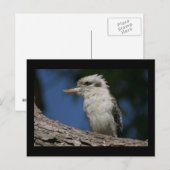 Kleine kookaburra briefkaart (Voorkant / Achterkant)