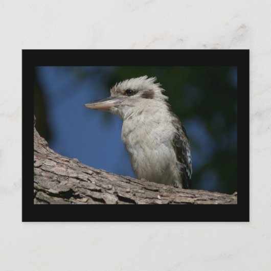 Kleine kookaburra briefkaart (Voorkant)