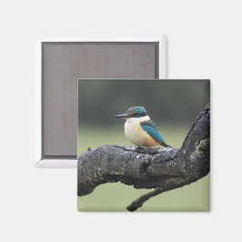 Kleine Kookaburra Vogel Magneet