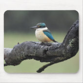 Kleine Kookaburra Vogel Muismat (Voorkant)