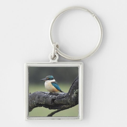 Kleine Kookaburra Vogel Sleutelhanger (Voorkant)