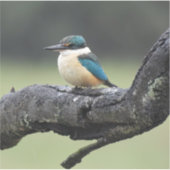 Kleine Kookaburra Vogel Sticker (Voorkant)