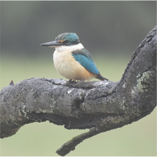 Kleine Kookaburra Vogel Sticker (Voorkant)