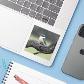 Kleine Kookaburra Vogel Sticker (Laptop met iPhone)