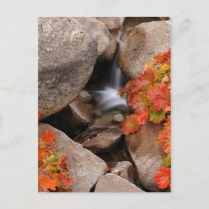 Kleine kreek in de herfst, Californië Briefkaart