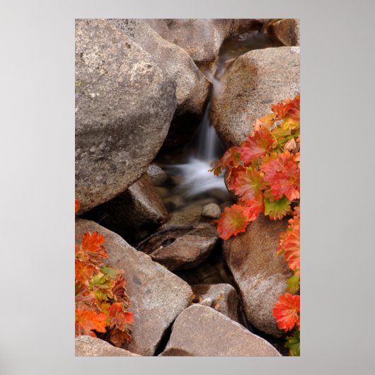 Kleine kreek in de herfst, Californië Poster (Voorkant)