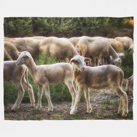 KLEINE LAMMETJES FLEECE DEKEN (Voorkant (Horizontaal))