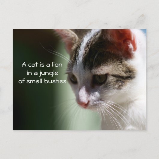 Kleine leeuw briefkaart (Voorkant)