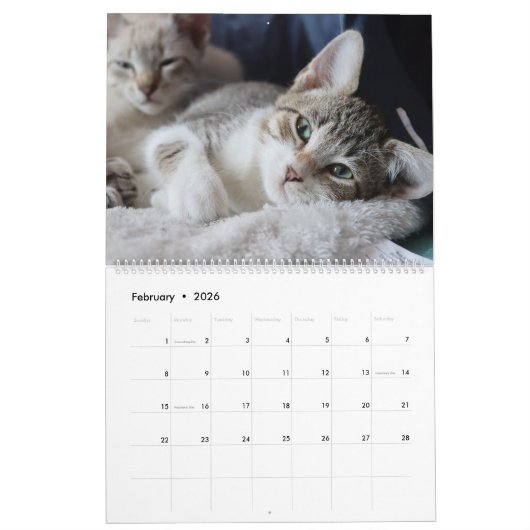 KLEINE LEVENS REDDEN IS HET BESTE KALENDER (Feb 2026)