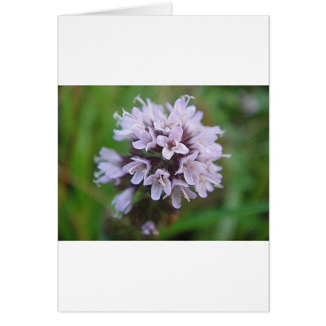 Kleine lila Blüten (Voorkant)