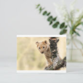 KLEINE LION CUB RANGE BRIEFKAART (Staand voorkant)