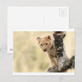 KLEINE LION CUB RANGE BRIEFKAART (Voorkant / Achterkant)