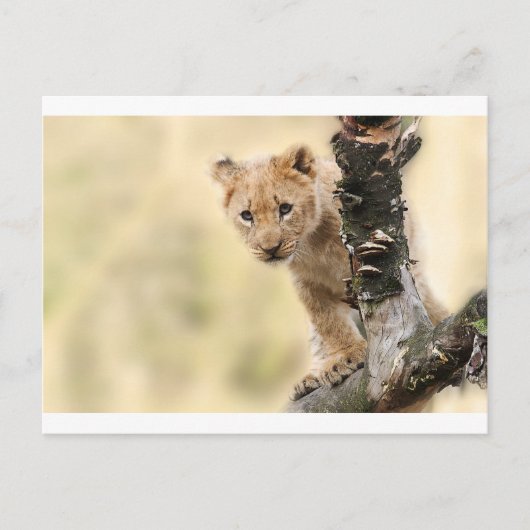 KLEINE LION CUB RANGE BRIEFKAART (Voorkant)