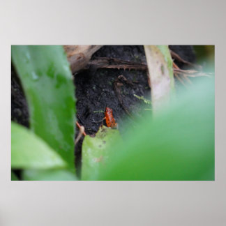 Kleine Maar Gevaarlijke Rode Boomkikker Poster