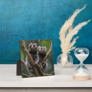 Kleine Marmoset Titanen tussen de takken, Fotoplaat