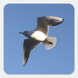 Kleine meeuw vierkante sticker