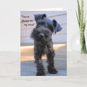 Kleine Miniatuur Schnauzer Puppy Wenskaart Kaart