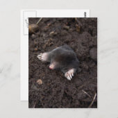 Kleine mol briefkaart (Voorkant / Achterkant)