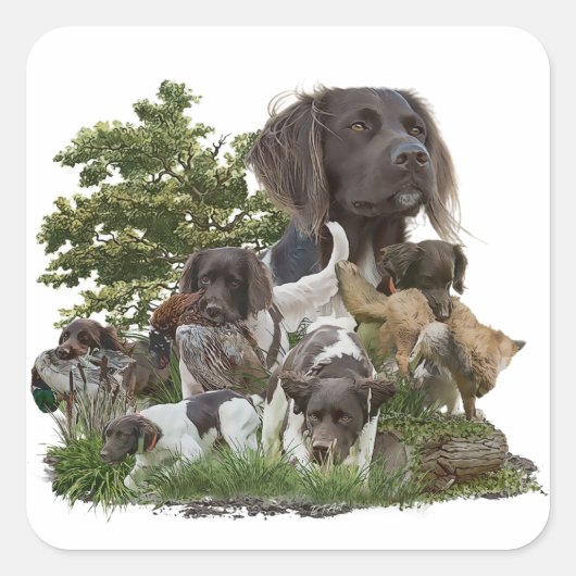 Kleine Munsterlander Vierkante Sticker (Voorkant)