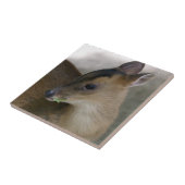 Kleine Muntjak Tegeltje (Zijkant)