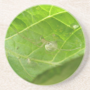 Kleine Onderzetters met spindopjes