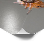 Kleine Oranje appelspin Foto Afdruk (Hoek)